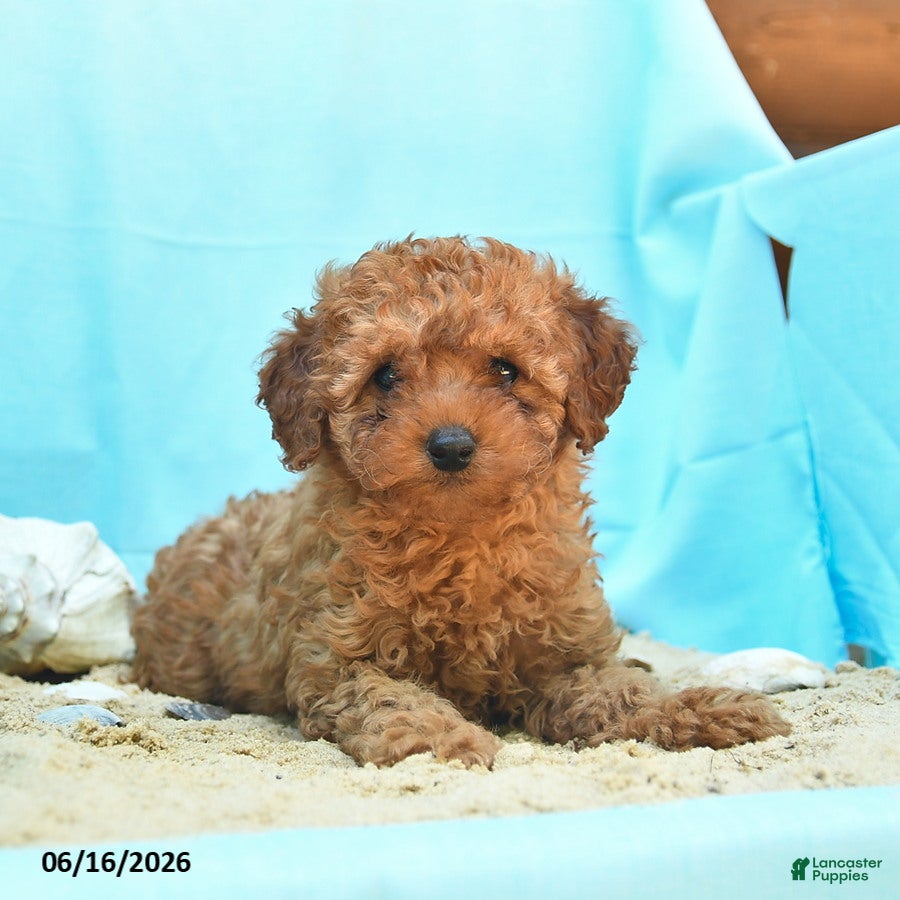 Yorkiepoo dogs Glow - Ad 1