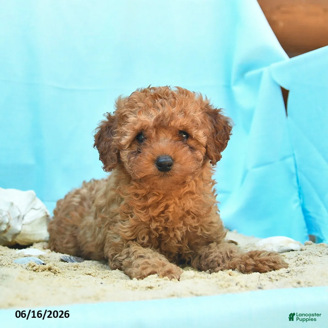 Yorkiepoo dogs for sale: Glow - Ad 1