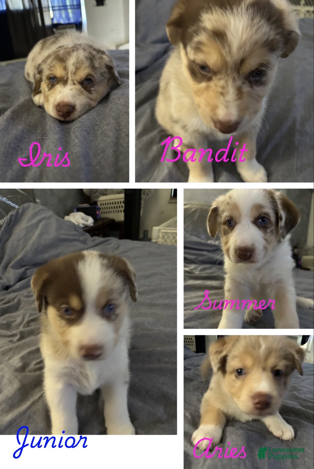 Mixed Breed dogs for sale: Mixed Breed Puppy 4 - Ad 4
