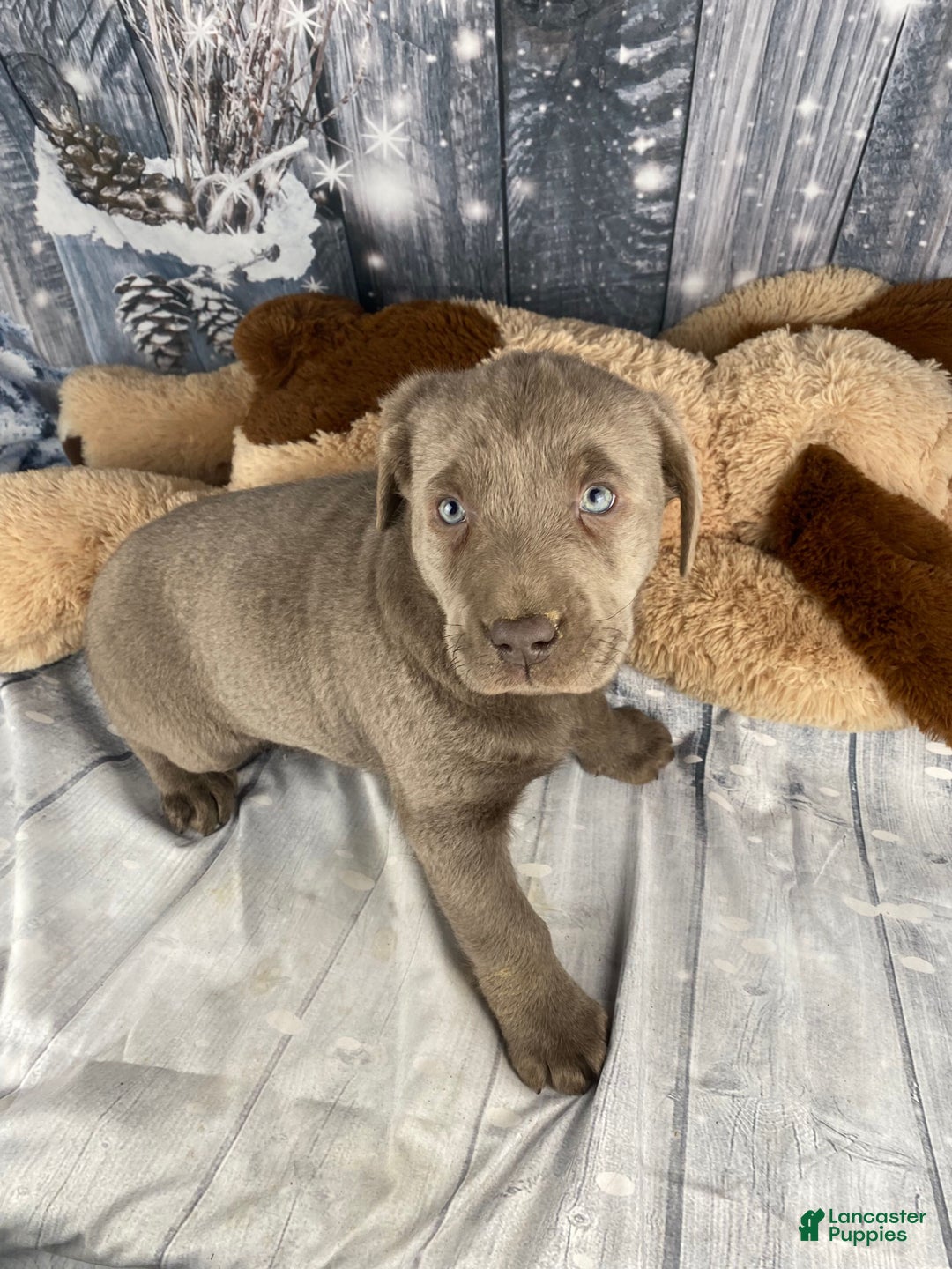 Labrador Retriever dogs for sale: Abby - Ad 10