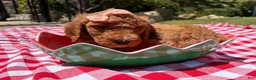 Goldendoodle dogs for sale: Hibiscus Jr. - Ad 5