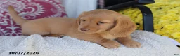 Miniature Dachshund dogs for sale: Maycon - Ad 4