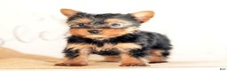 Morkie dogs for sale: Paige - Ad 5