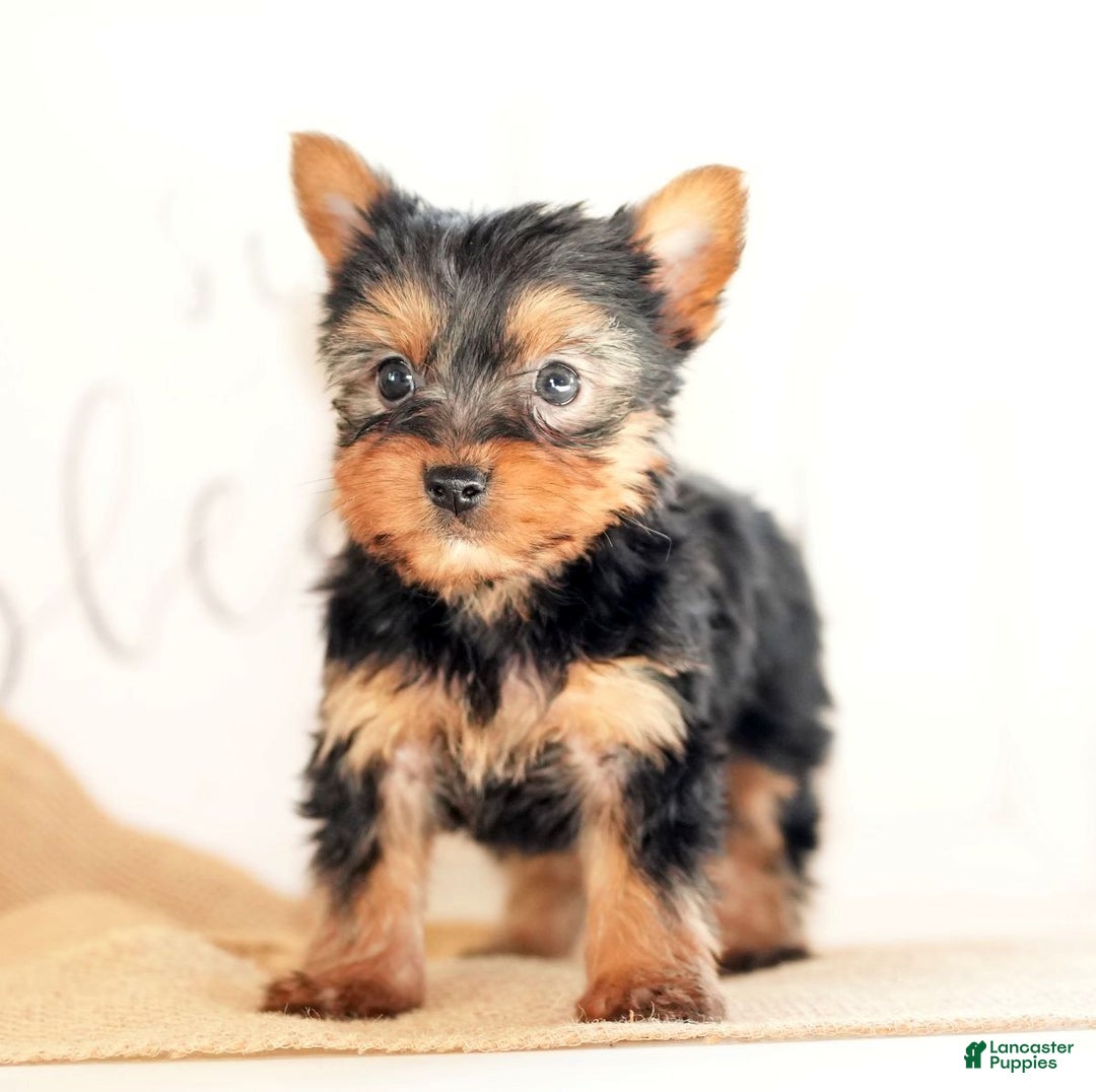 Morkie dogs for sale: Paige - Ad 5