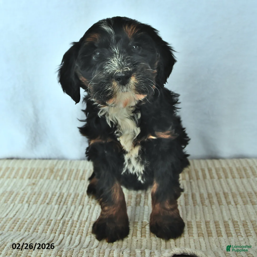 Mini Bernedoodle dogs for sale: Willow - Ad 1