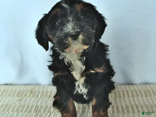 Mini Bernedoodle dogs for sale: Willow - Ad 3