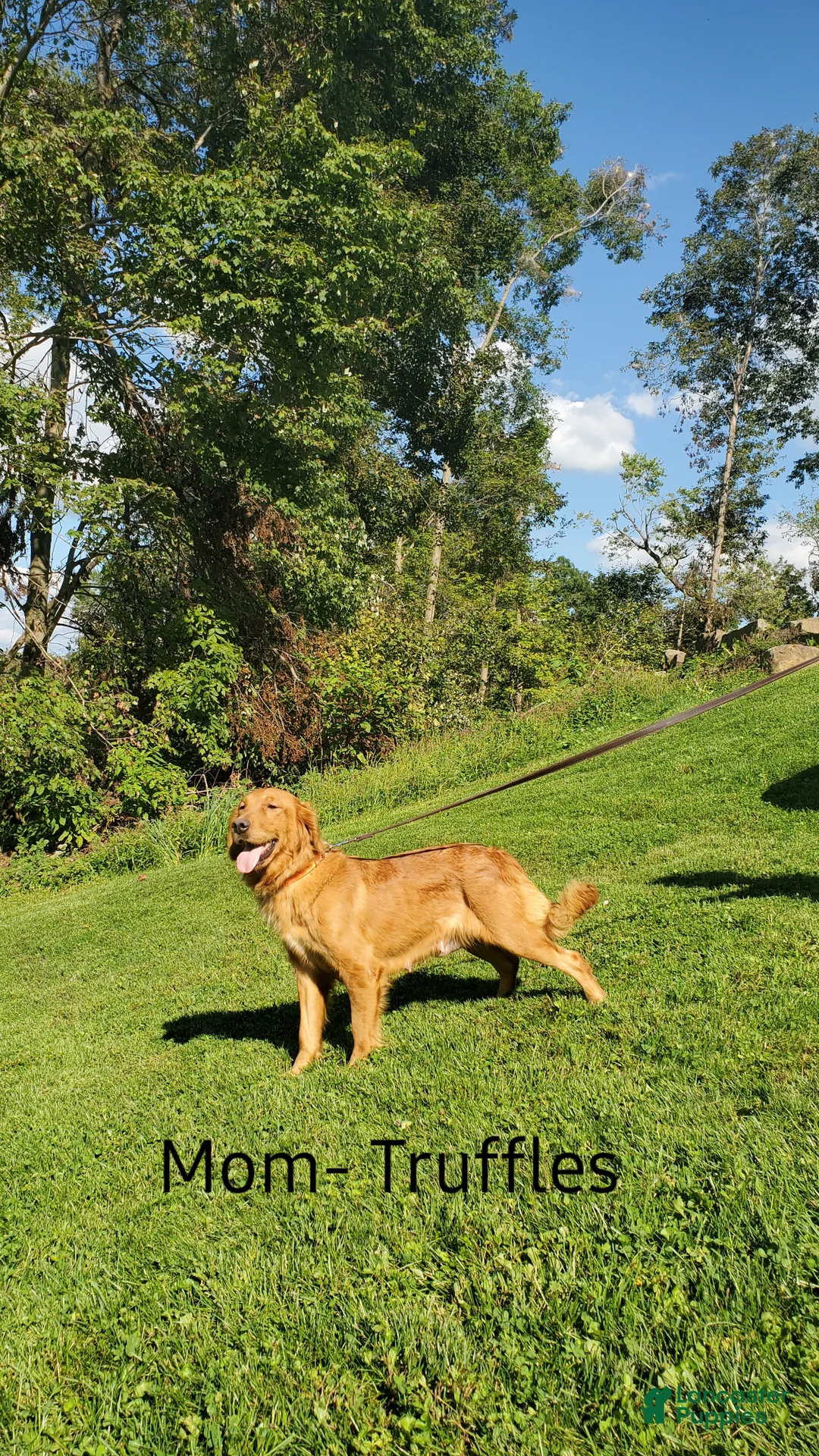 Golden Retriever dogs for sale: Rocco - Ad 12