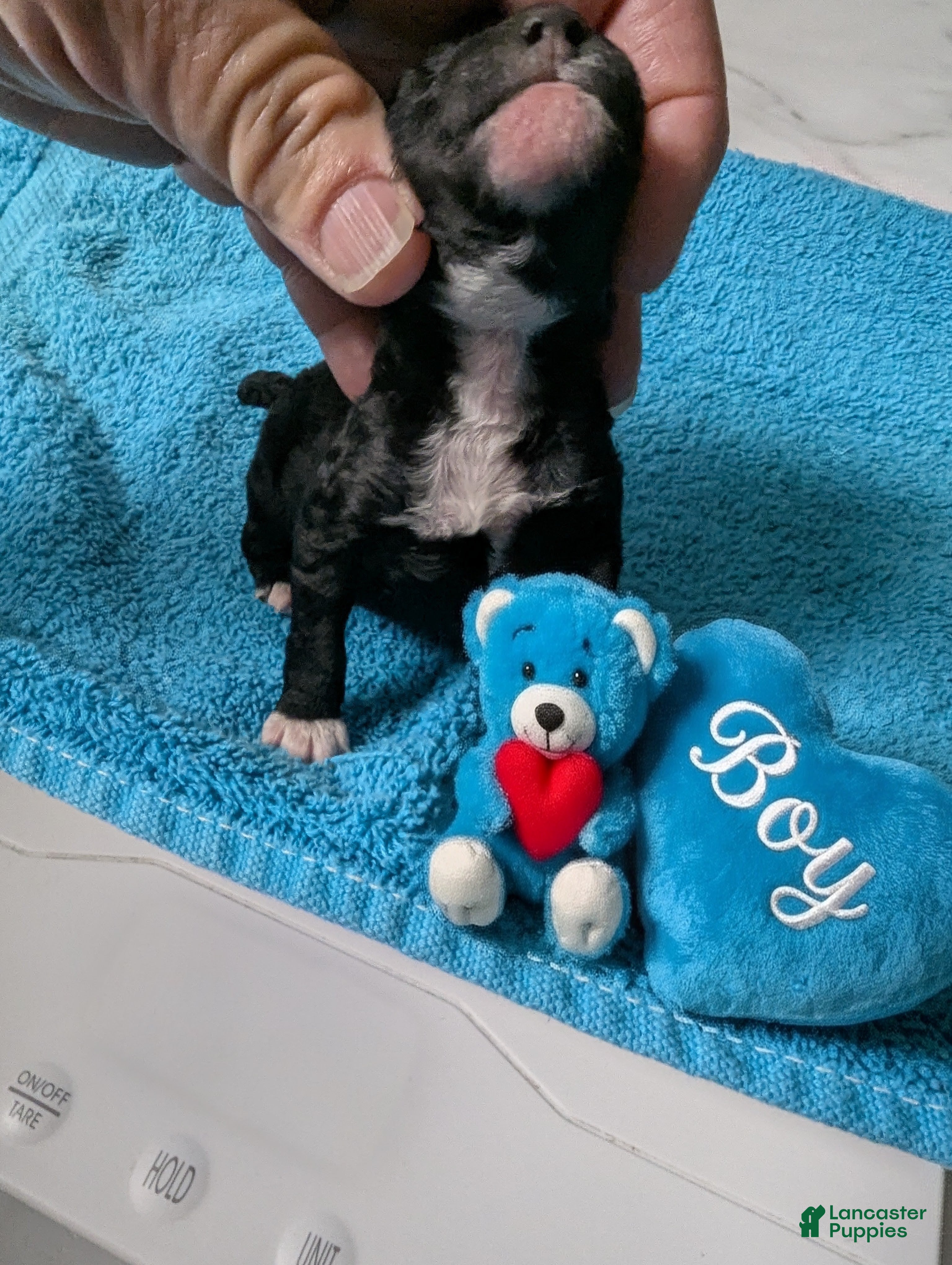 Toy Poodle dogs Toy Poodle 3 - Ad 1