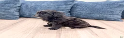 Havapoo dogs for sale: Betsy - Ad 7