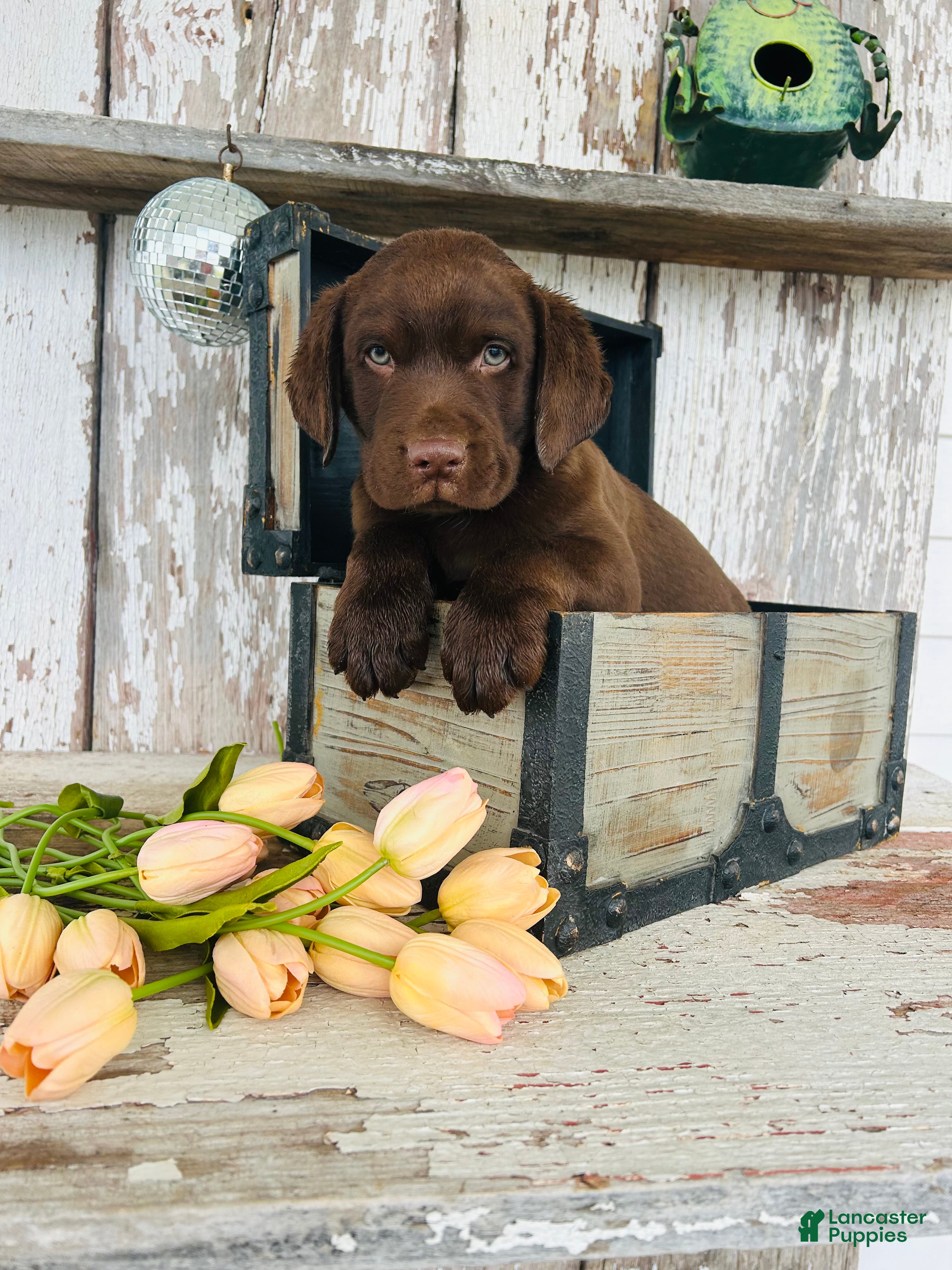 Labrador Retriever dogs Kenny - Ad 1