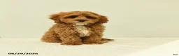 Cavapoo dogs for sale: Milton - Ad 3