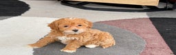 Maltipoo dogs for sale: Maltipoo male 1  - Ad 5