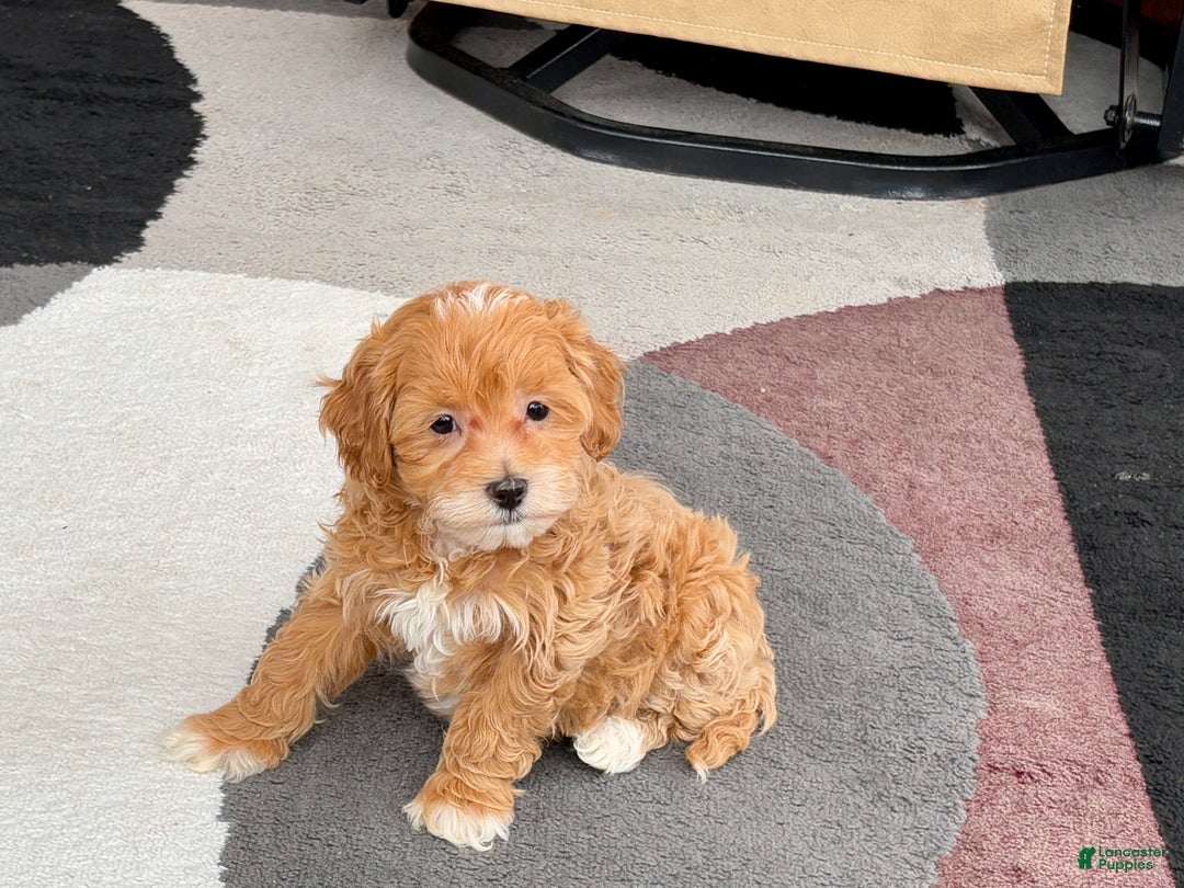 Maltipoo dogs for sale: Maltipoo male 1  - Ad 5
