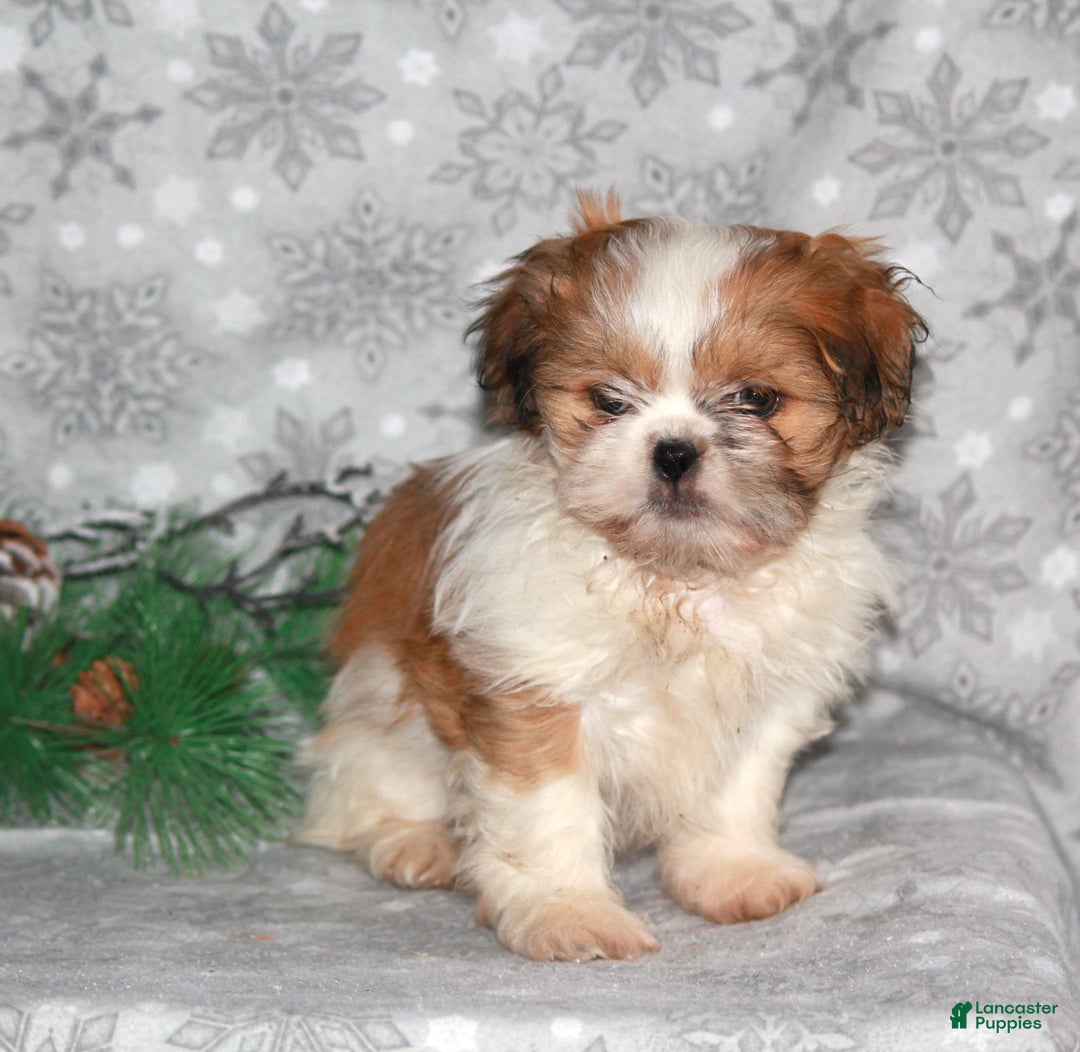 Shih Tzu dogs for sale: Sasha - Ad 4