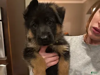 German Shepherd dogs German Shepherd Puppy 5 : Lime Green - Ad 7