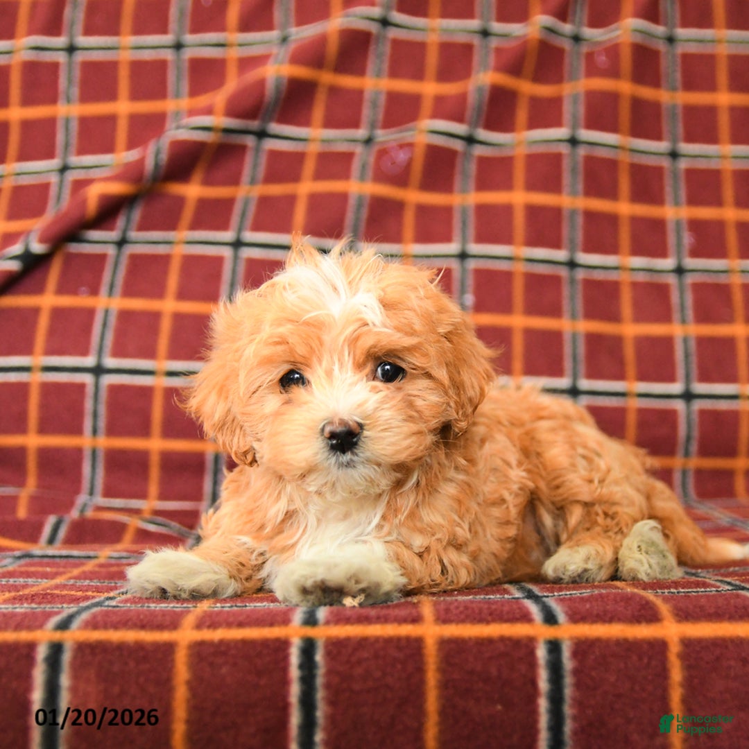 Maltipoo dogs for sale: Chasidy - Ad 2