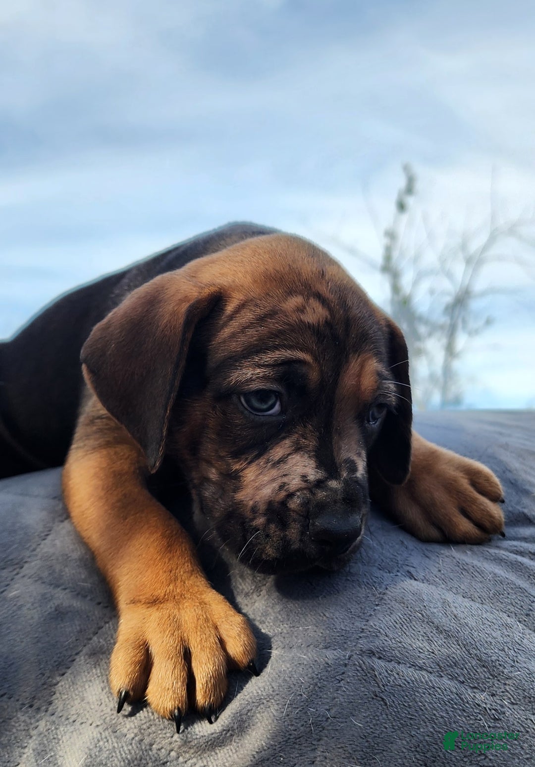 Catahoula Leopard Dog dogs for sale: Tala 2025 Male 2 - Ad 25
