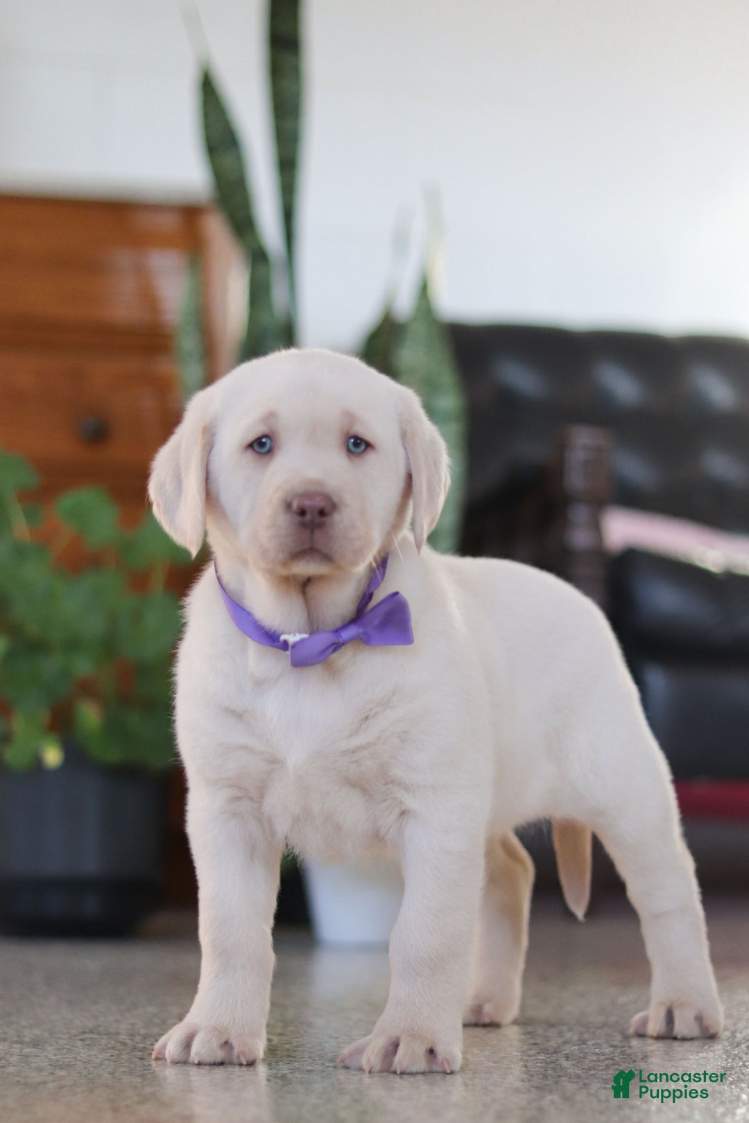 Labrador Retriever dogs for sale: Noel - Ad 10