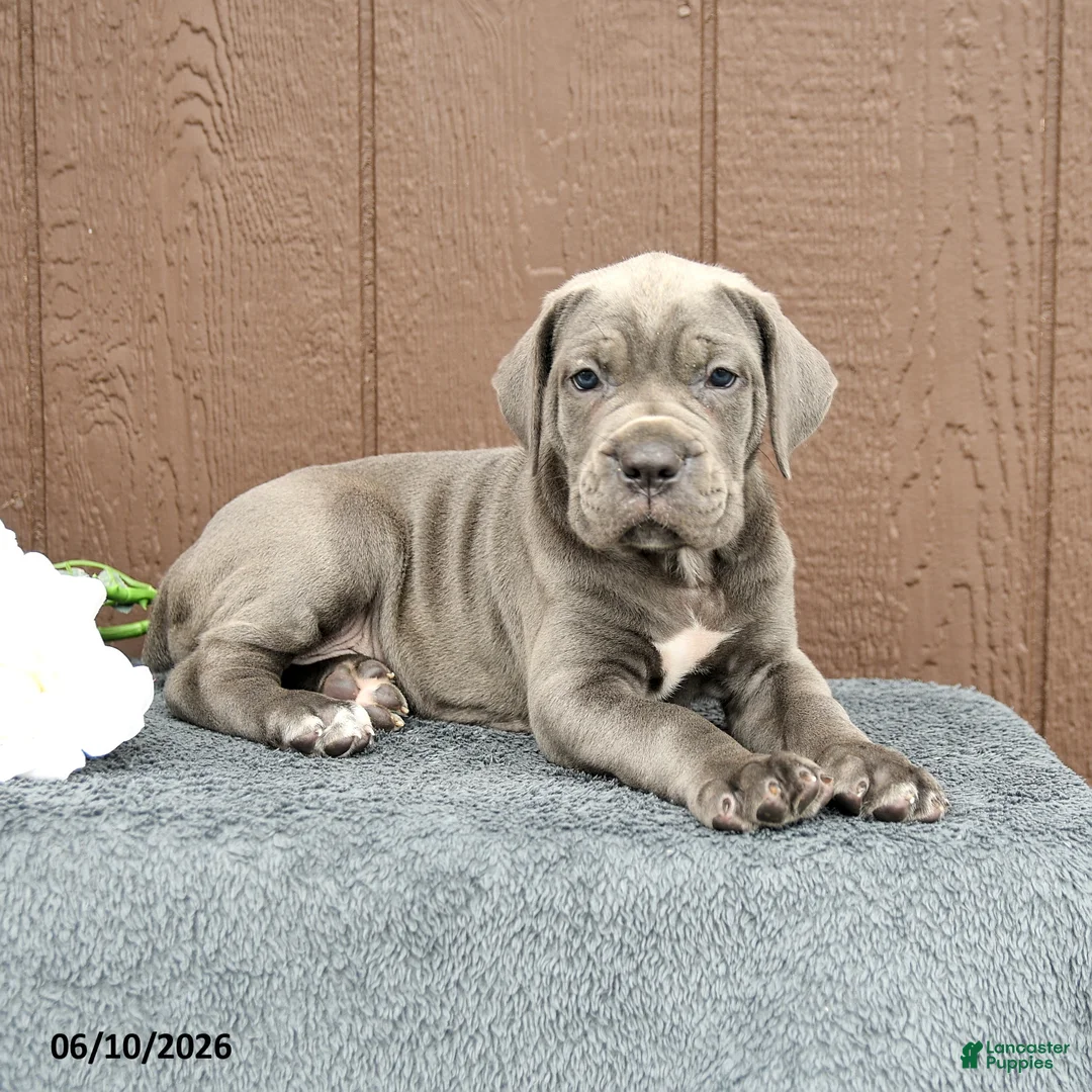 Cane Corso dogs for sale: Camille - Ad 2