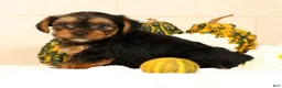 Yorkshire Terrier dogs for sale: Autumn - Ad 5