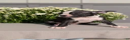 Boston Terrier dogs for sale: Twila  - Ad 4