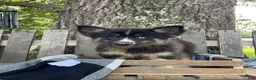Pomsky dogs for sale: Max - Ad 3