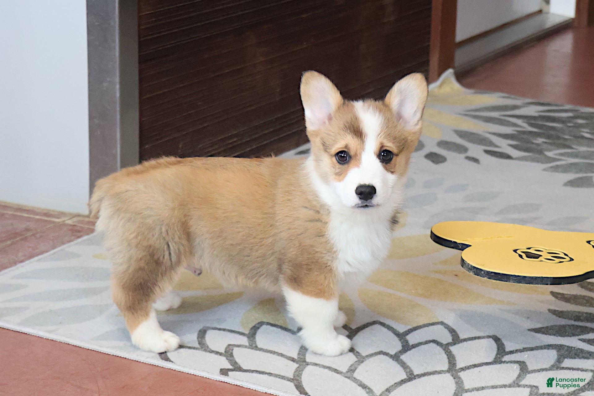 Welsh Corgi Pembroke dogs Valentine Sale Mannie - Ad 2