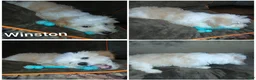 Havapoo dogs for sale: Havapoo 1 - Ad 1