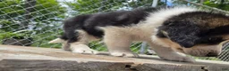 Mixed Breed dogs for sale: Phoenix - Ad 3