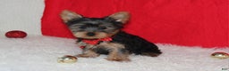 Yorkshire Terrier dogs for sale: Dannie - Ad 6