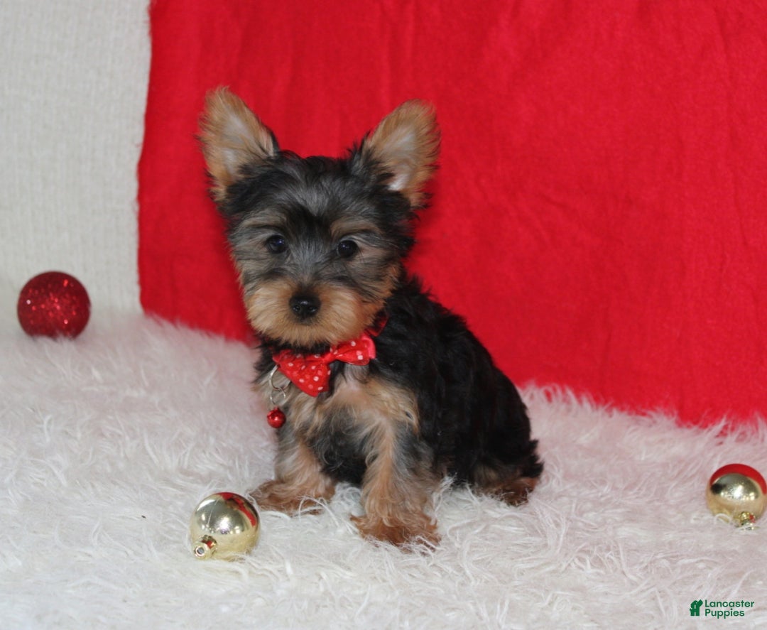 Yorkshire Terrier dogs for sale: Dannie - Ad 6