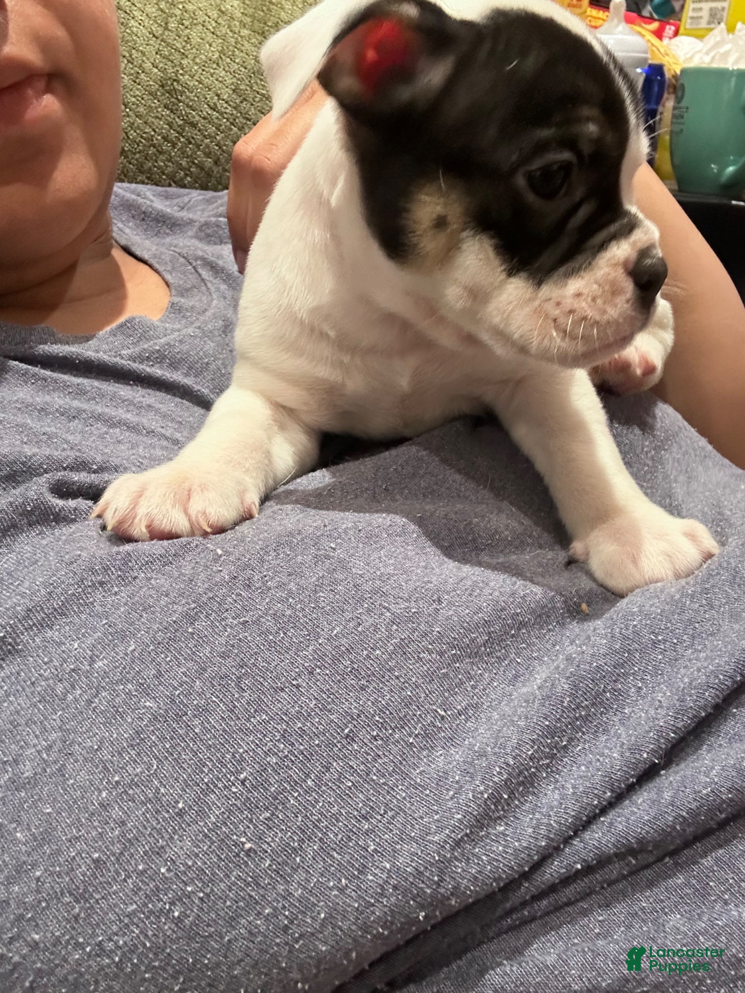 Mixed Breed dogs English Bulldog Puppy 9 - Ad 19