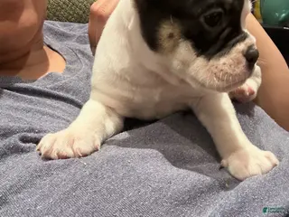 Mixed Breed dogs English Bulldog Puppy 9 - Ad 19