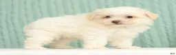 Pomapoo dogs for sale: Peanut - Ad 5