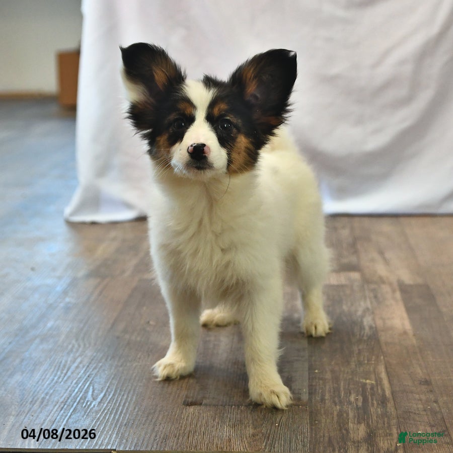 Papillon dogs Sphnix - Ad 1