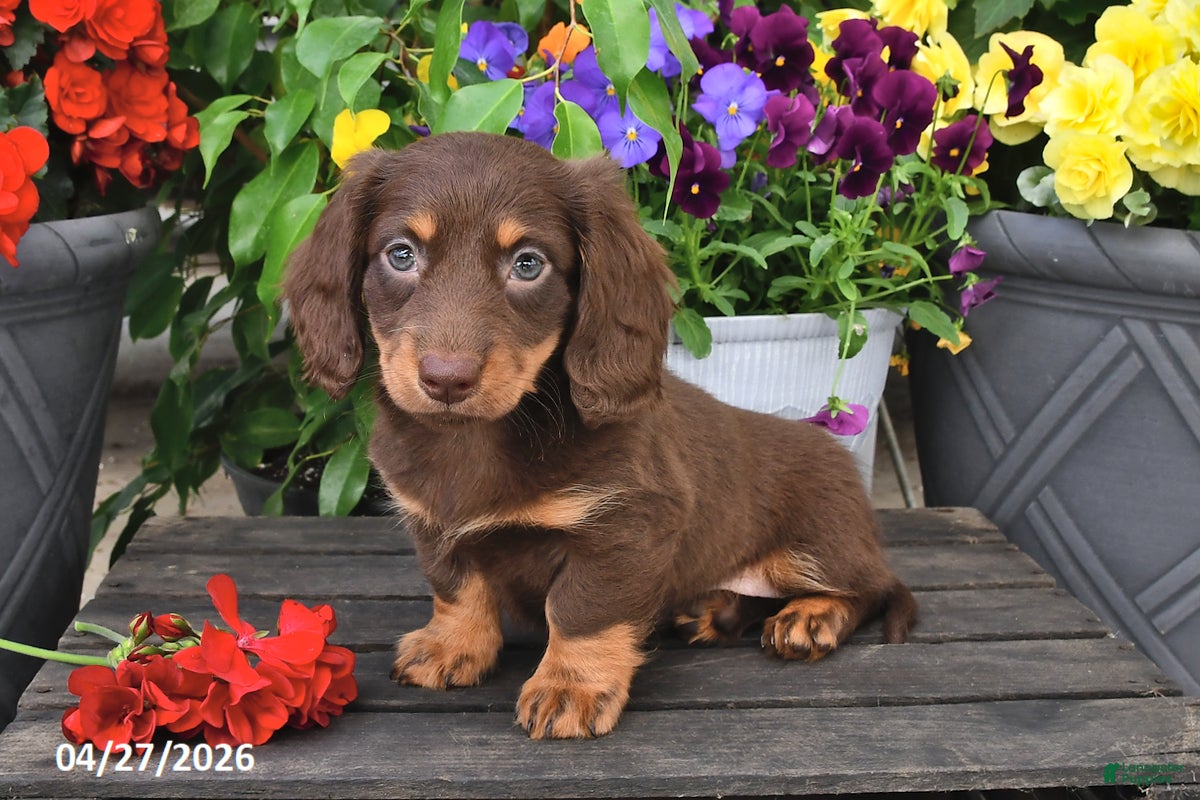 Dachshund dogs Skye - Ad 1