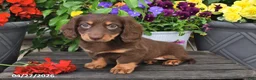 Dachshund dogs for sale: Skye - Ad 1