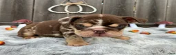 English Bulldog dogs for sale: Fiona - Ad 4