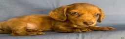 Miniature Dachshund dogs for sale: Chucky - Ad 8