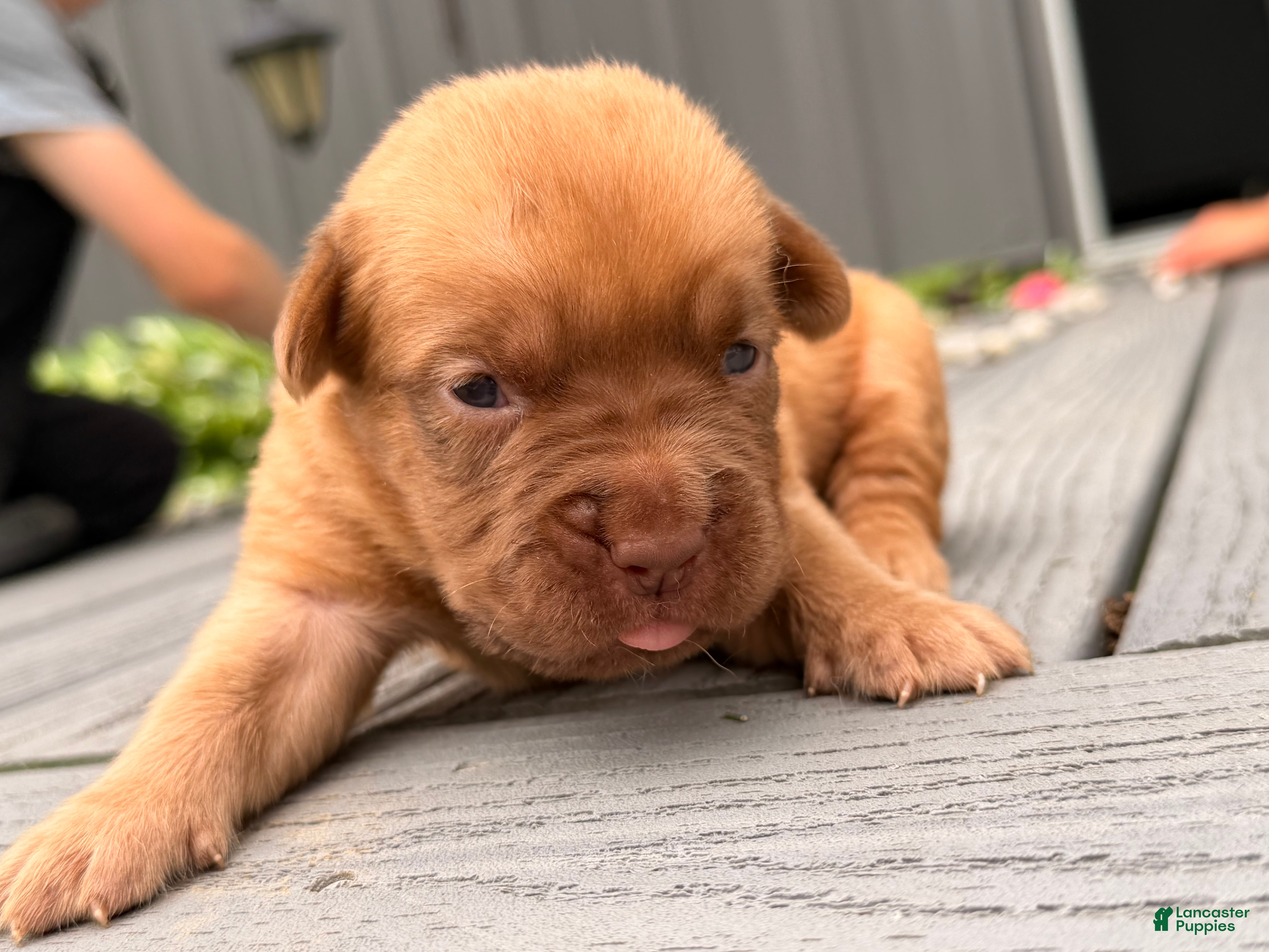 Dogue De Bordeaux dogs for sale: Babbles  - Ad 6