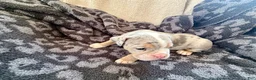 Olde English Bulldogge dogs for sale: Tri Blue Merle  - Ad 5