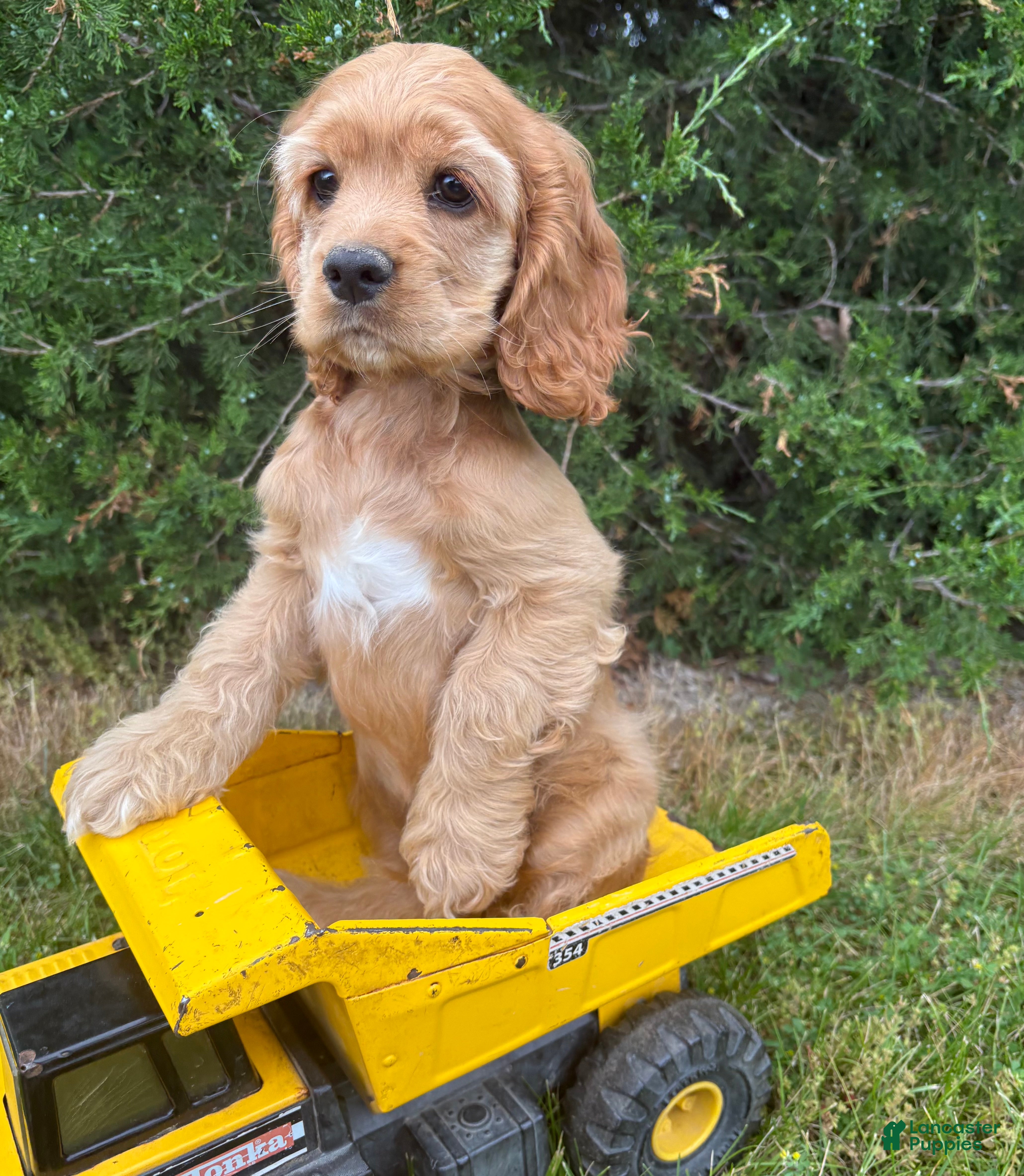 Cocker Spaniel dogs Jasper - Ad 1