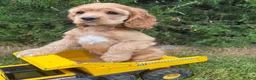 Cocker Spaniel dogs for sale: Jasper - Ad 1