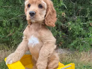 Cocker Spaniel dogs for sale: Jasper - Ad 2