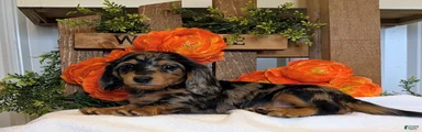 Miniature Dachshund Puppy 3
