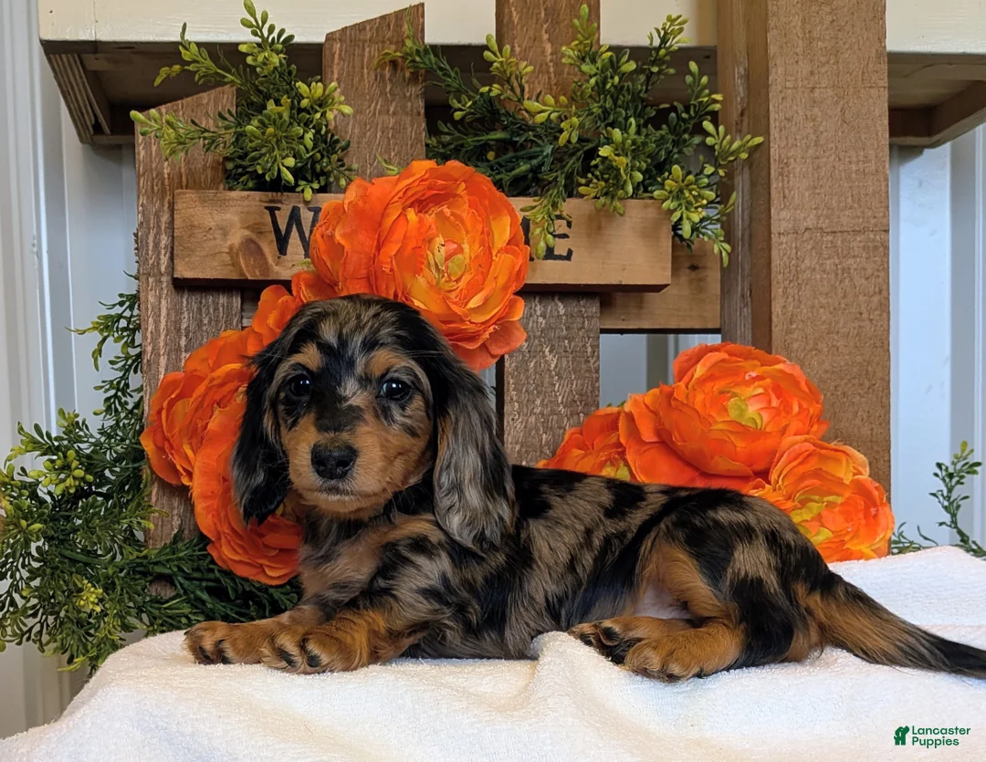 Miniature Dachshund dogs for sale: Miniature Dachshund Puppy 3 - Ad 1