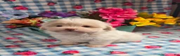 Mixed Breed dogs for sale: Linen - Ad 3