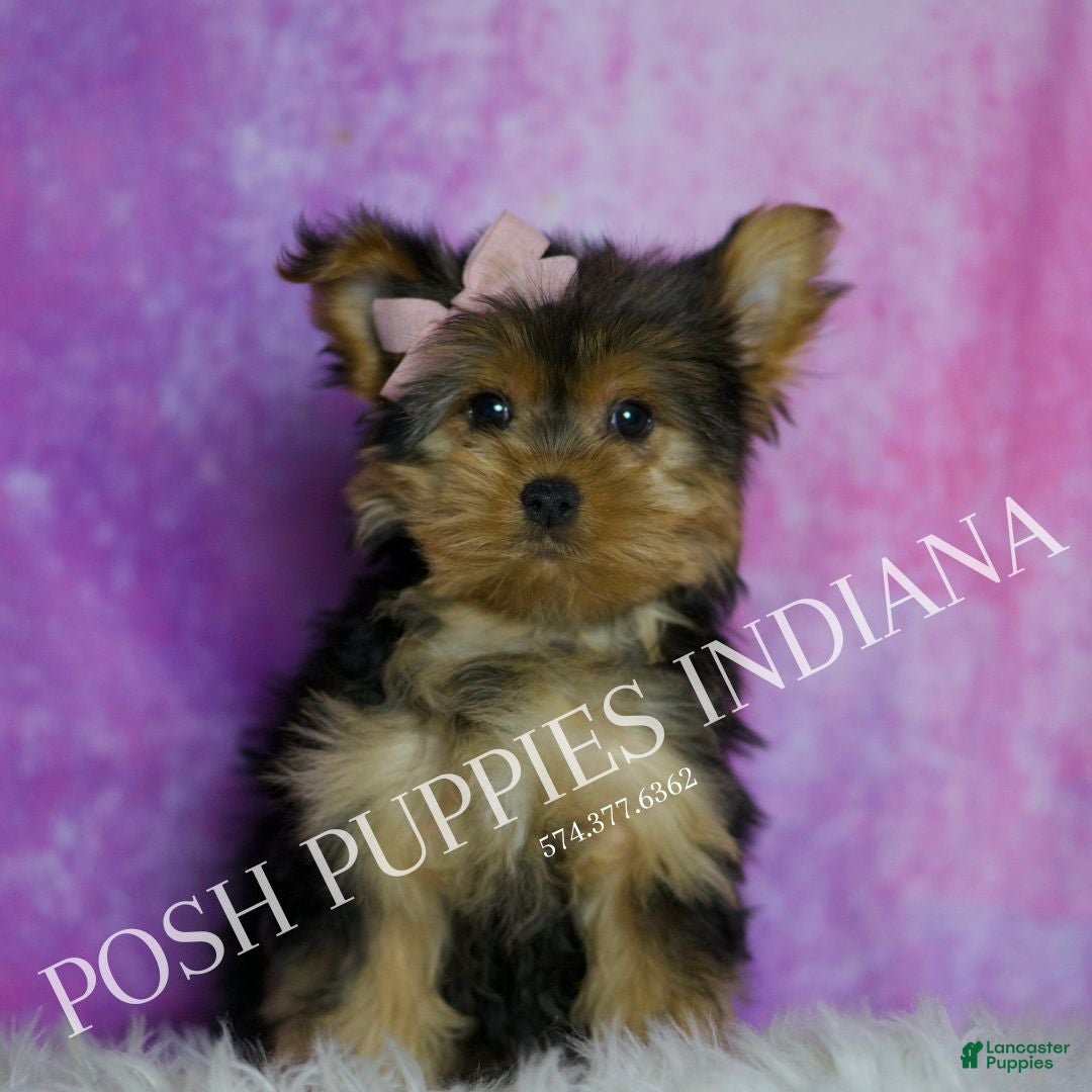 Yorkshire Terrier dogs Chanel - Ad 12