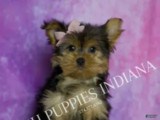 Yorkshire Terrier dogs Chanel - Ad 12