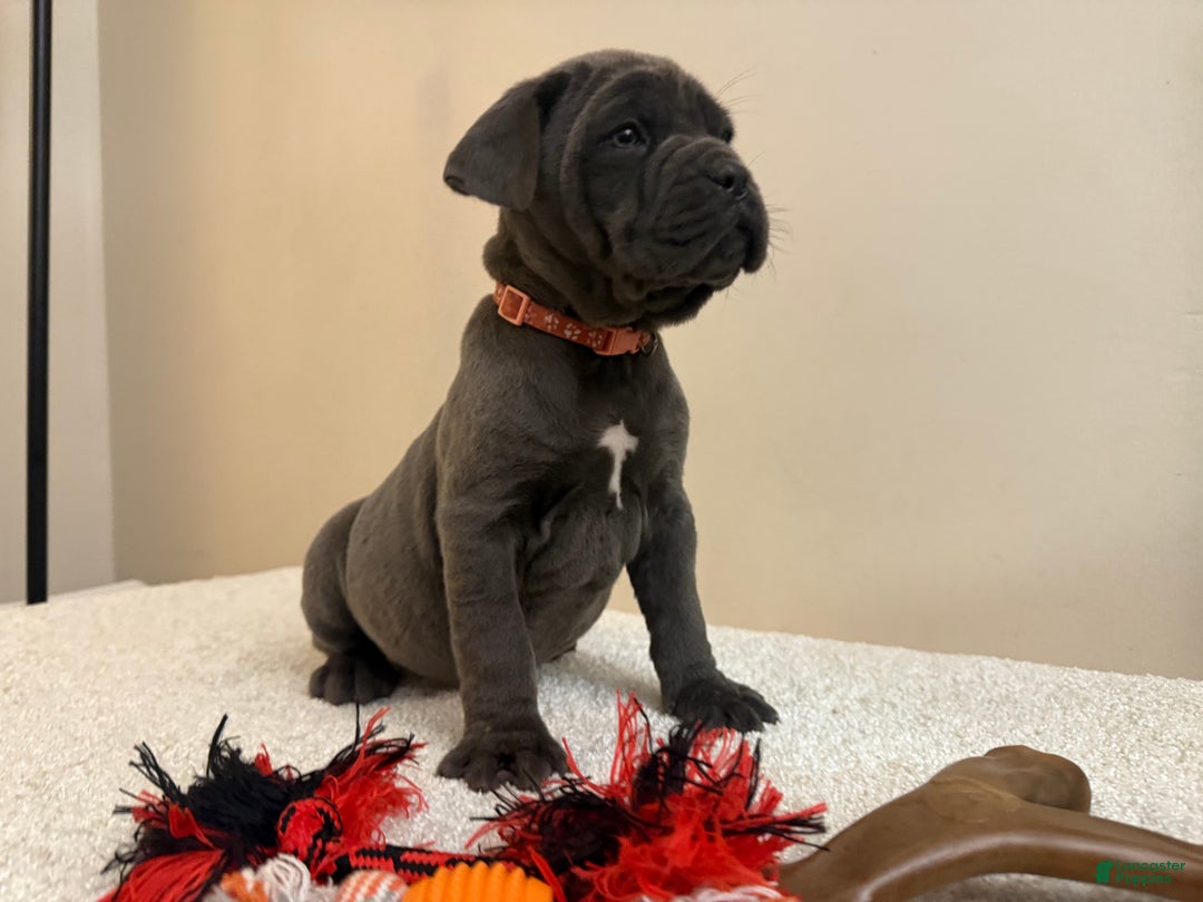 Cane Corso dogs for sale: Diamond - Ad 5